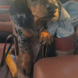 Dachshund Puppies from Wiggles & Wags Dachshund's