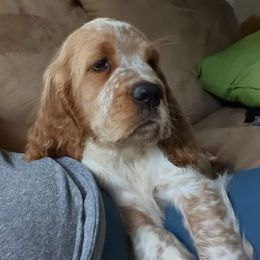 English Springer Spaniel Puppies from Ledge N' Tree English Springer Spaniels