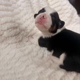 Female 4 - Black and tan female Pembroke Welsh Corgi puppy in La Porte City, Iowa from Cedar River Corgis