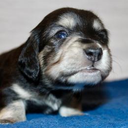 Pebbles - Black and cream female Dachshund puppy in Roanoke, Alabama from 3B Doxies