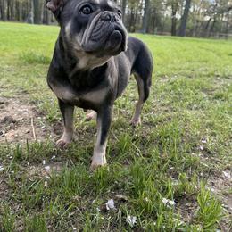 French Bulldog puppies from Black Water Frenchies