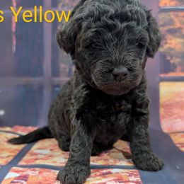 Miss Yellow - Chocolate female Labradoodle puppy in Lebanon, Pennsylvania from Robertson's Retrievers and Doodles