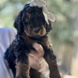 Indy - Phantom female Goldendoodle puppy in Escalon, California from Miley&Co.