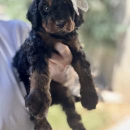 Indy - Phantom female Goldendoodle puppy in Escalon, California from Miley&Co.