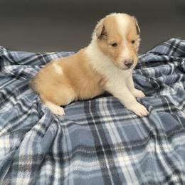 Golden Ring - Sable merle and white male Collie puppy in Bamberg, South Carolina from Shakhor Ohr Collies and Pomeranians