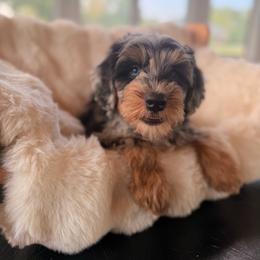 Teddy - Blue merle male Sheepadoodle puppy in North Royalton, Ohio from Johnson's Doodles