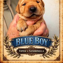 Dudley Boy - Yellow male Labrador Retriever puppy in Bend, Oregon from Stirpe Corleone Labradors