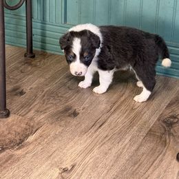 Adam - Tri-color male Border Collie puppy in Guffey, Colorado from Sunset Ridge