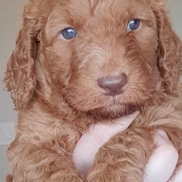 Goldendoodle Puppies from Dahlia Doodles