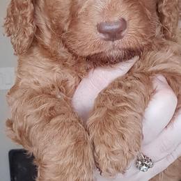 Goldendoodle Puppies from Dahlia Doodles