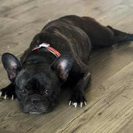 French Bulldogs from Grammer's Southern Breeding