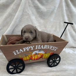 Silver dark purple color - Silver female Dilute Retriever puppy in Teton County, Montana from East Front Labradors & Treasure State Schnauzers