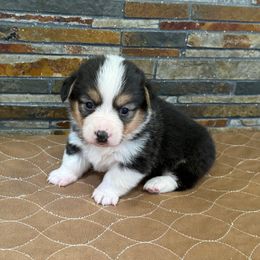 Girl 1 - Black and tan female Pembroke Welsh Corgi puppy in Visalia, California from VIP Stables