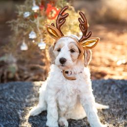 Goldendoodle Puppies from Fire Sky Kennels