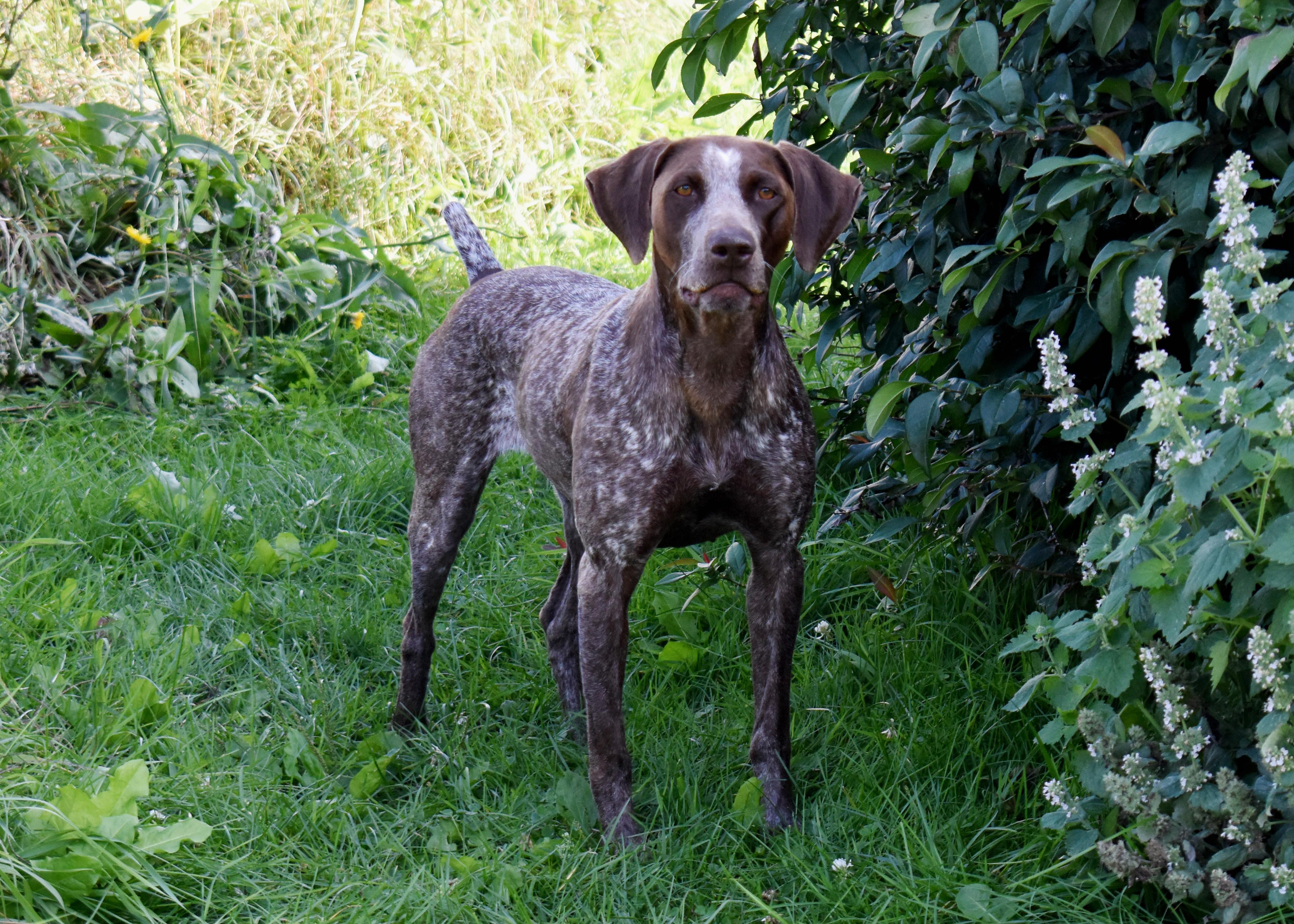 Kimber