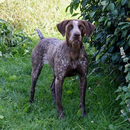 Kimber - German Shorthaired Pointer