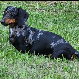 Dachshund All Grown Up from BlackPine Kennels