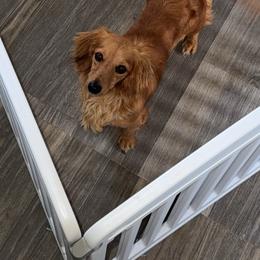 Willow - Dachshund