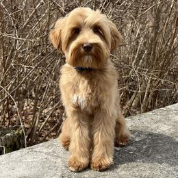 Gavin - Australian Labradoodle