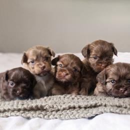 Shih Tzu Puppies from Nelly Kolomiyets