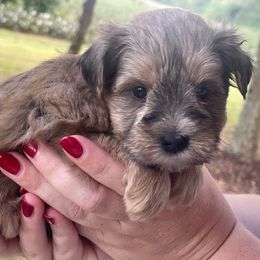 Happy - Wheaten female Miniature Schnauzer puppy in Brundidge, Alabama from Deez Pups Magnificent Schnauzers