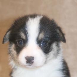 Outlaw - Black and tan male Pembroke Welsh Corgi puppy in West, Texas from Rustic Spur Kennel