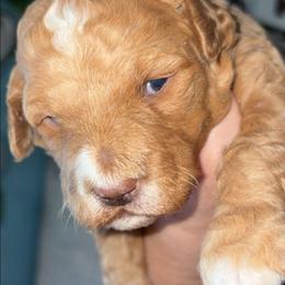 Girl 3 - Apricot female Goldendoodle puppy in Holly, Colorado from Vida’s Loving Doodles