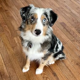 Paisley - Miniature Australian Shepherd