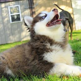 Dark Chocolate - Red and white male Pomsky puppy in Charlotte, Michigan from Moore Pomskies