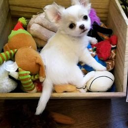 Chihuahua Puppies from Lucky Star Chihuahuas