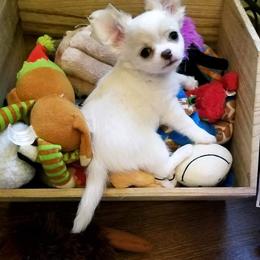 Chihuahua Puppies from Lucky Star Chihuahuas