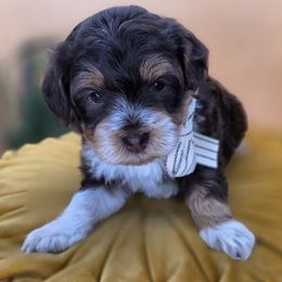 Binx - Tri-color male Bernedoodle puppy in Decatur, Tennessee from Diamond's Doodles