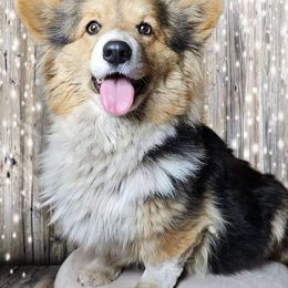 Sookie - Pembroke Welsh Corgi