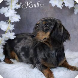 Kimber - Dachshund