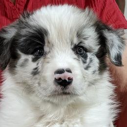 Girl 3 - Border Collie puppy in Kingston, Ohio from Old Hickle Place