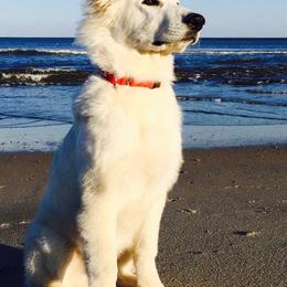 Berger Blanc Suisse and German Shepherd Puppies from Vom Hundhaus German Shepherds