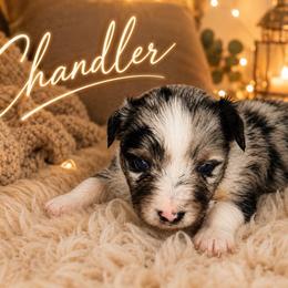 Chandler - Blue merle male Miniature Australian Shepherd puppy in Lubbock, Texas from Baby Storm Kennels