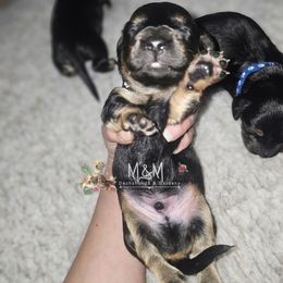 Jack - Black and tan male Dachshund puppy in Stockton, California from M&M Dachshund's & Goldens