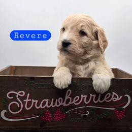 Revere - Apricot male Goldendoodle puppy in Neillsville, Wisconsin from Granton Creek