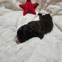 Girl 1 - Black female Whoodle puppy in O'neill, Nebraska from Willowdale Doodles