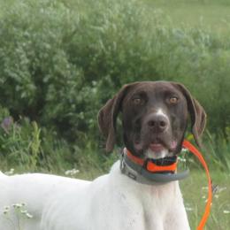 Sadie - German Shorthaired Pointer