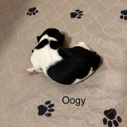 Oogie - White black and tan female Wire Fox Terrier puppy in Kannapolis, North Carolina from What the Fox - Wire Fox Terriers