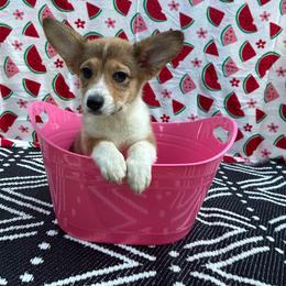 Dolly Pawton - Sable female Pembroke Welsh Corgi puppy in Moore, South Carolina from Chaotic Corgi’s