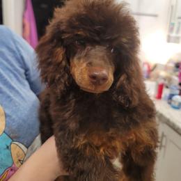 Preston - Poodle