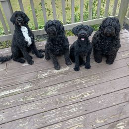 Portuguese Water Dogs from Sisu Portuguese Water Dog