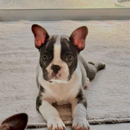 Summit - Black and white male Boston Terrier puppy in Edgewater, Florida from Homegrown Frenchtons