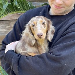 STORMY - Dachshund