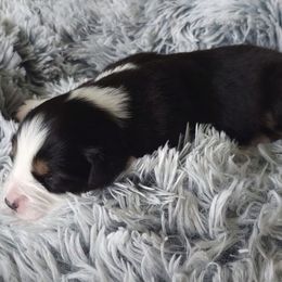 CKC Luca - Australian Shepherd puppy from Ashe's Aussies