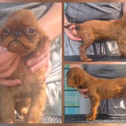 Charisma's sweet wine and sunshine - Red female English Toy Spaniel puppy in Glenwood City, Wisconsin from NyaStar