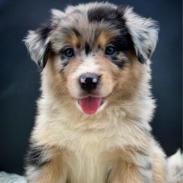 Opal - Blue merle female Australian Shepherd puppy in Petersburg, Indiana from Royal Aussie’s